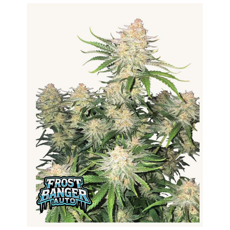 Frostbanger Auto · FastBuds Seeds · semillas de marihuana · AutoFem