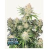 Frostbanger Auto · FastBuds Seeds · cannabis seeds · AutoFem