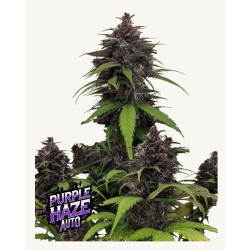 Purple Haze Auto · FastBuds Seeds · semi di canapa · AutoFem