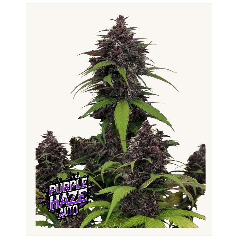 Purple Haze Auto · FastBuds Seeds · semillas de marihuana · AutoFem