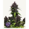 Purple Haze Auto · FastBuds Seeds · semi di canapa · AutoFem