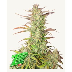 Z-Up Auto · FastBuds Seeds · semillas de marihuana · AutoFem