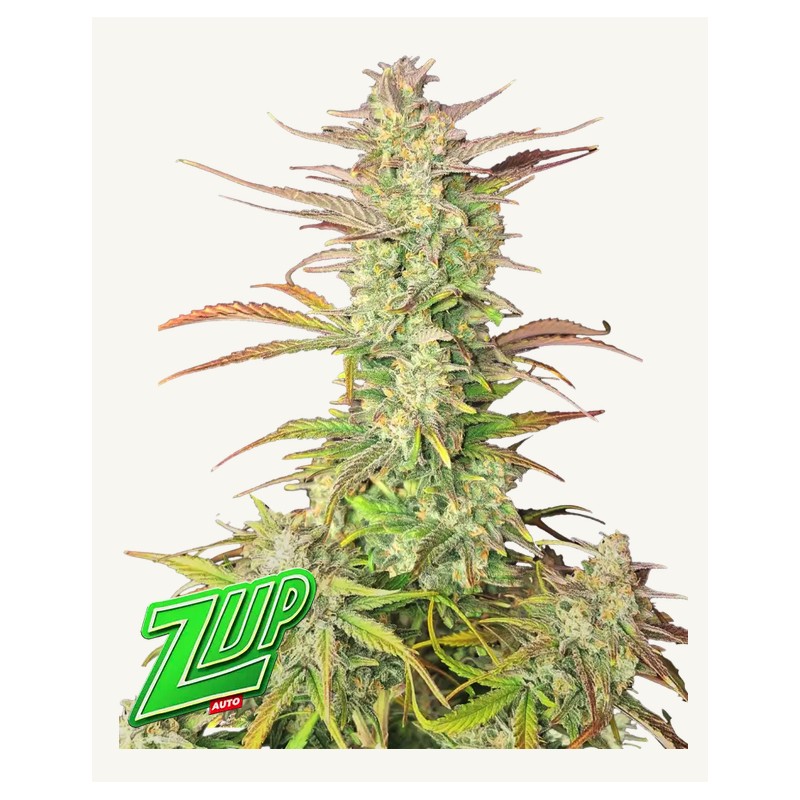 Z-Up Auto · FastBuds Seeds · semi di canapa · AutoFem