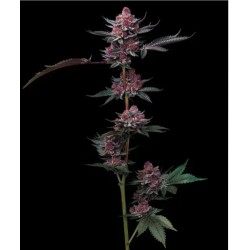 CHERRY POPPERS · Barneys Farm · cannabis seeds · Fem