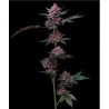 CHERRY POPPERS · Barneys Farm · semillas de marihuana · Fem
