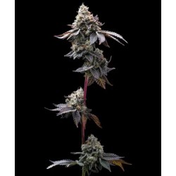 GMO COOKIES · Barneys Farm · semi di canapa · Fem