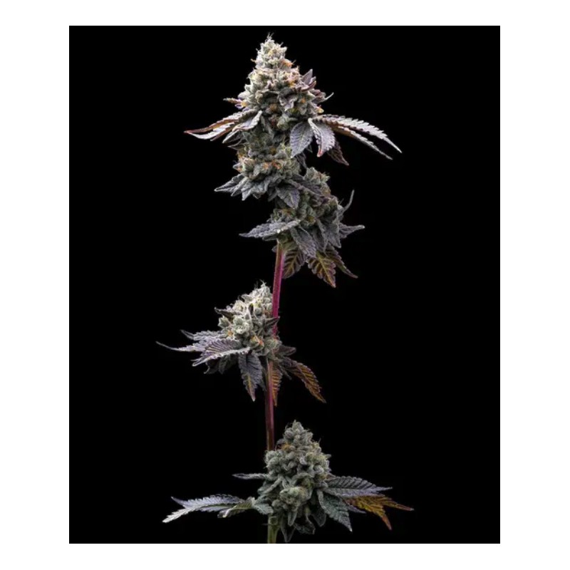 GMO COOKIES · Barneys Farm · cannabis seeds · Fem