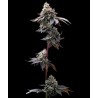 GMO COOKIES · Barneys Farm · semi di canapa · Fem