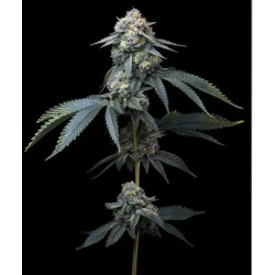 JEALOUSY · Barneys Farm · cannabis seeds · Fem