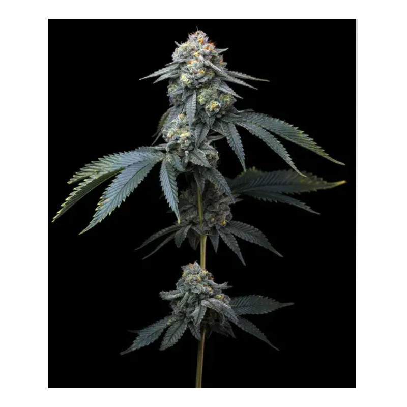 JEALOUSY · Barneys Farm · semillas de marihuana · Fem