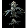 JEALOUSY · Barneys Farm · semillas de marihuana · Fem