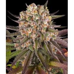 LIMONCELLO · Barneys Farm · semillas de marihuana · Fem