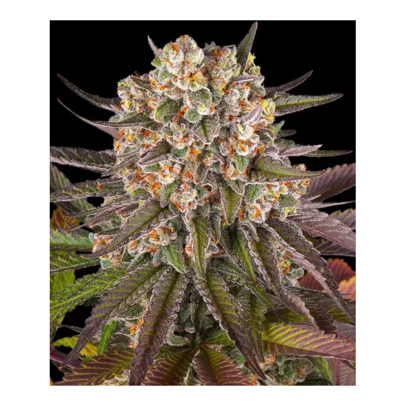 LIMONCELLO · Barneys Farm · cannabis seeds · Fem
