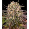LIMONCELLO · Barneys Farm · semillas de marihuana · Fem