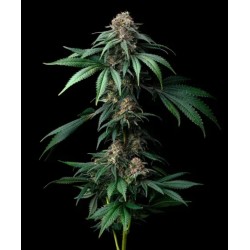 MENDO BREATH · Barneys Farm · semi di canapa · Fem