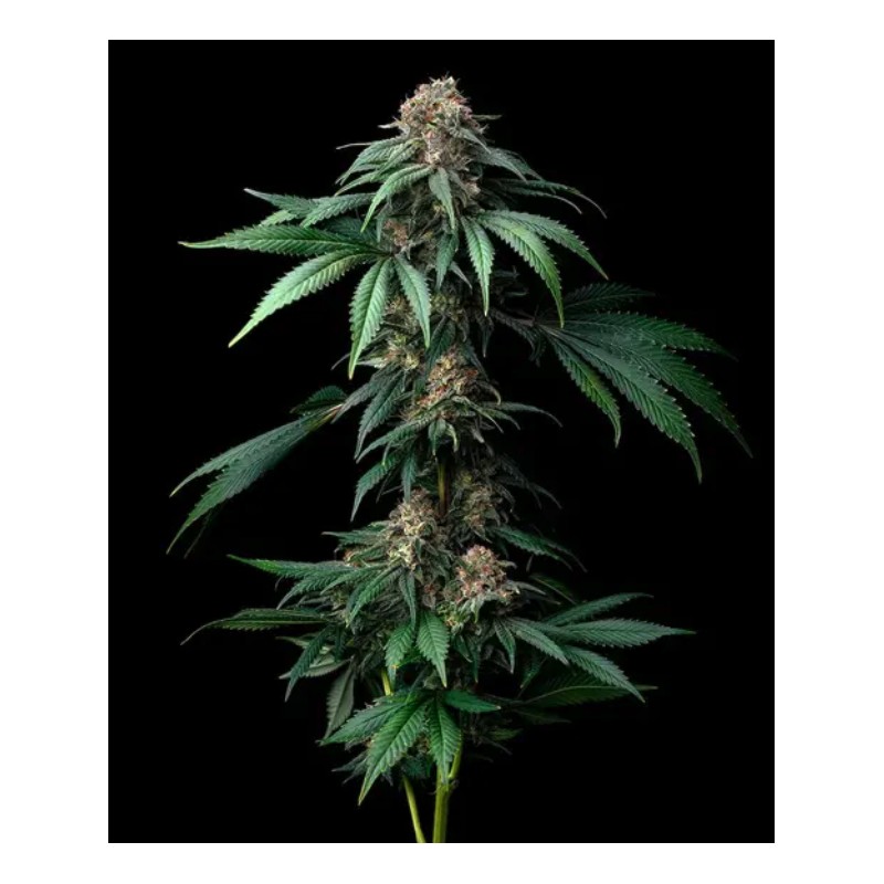 MENDO BREATH · Barneys Farm · cannabis seeds · Fem