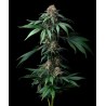MENDO BREATH · Barneys Farm · cannabis seeds · Fem