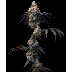 RAINBOW SHERBET · Barneys Farm · cannabis seeds · Fem