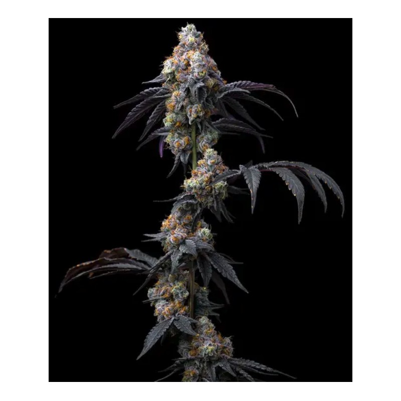 RAINBOW SHERBET · Barneys Farm · semillas de marihuana · Fem
