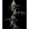 RAINBOW SHERBET · Barneys Farm · semi di canapa · Fem