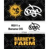 RS11 X BANANA OG · Barneys Farm · semi di canapa · Fem