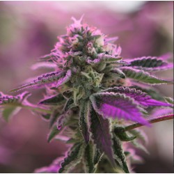 RS11 X BANANA OG · Barneys Farm · semi di canapa · Fem