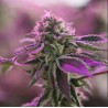 RS11 X BANANA OG · Barneys Farm · semi di canapa · Fem