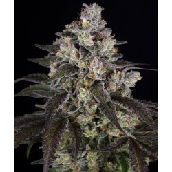 TRAINWRECK · Barneys Farm · semillas de marihuana · Fem