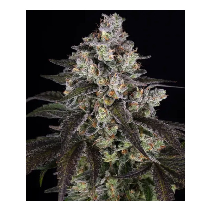 TRAINWRECK · Barneys Farm · semi di canapa · Fem
