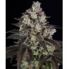 TRAINWRECK · Barneys Farm · semi di canapa · Fem