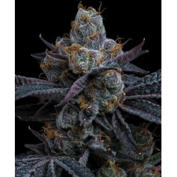 WHITE RUNTZ · Barneys Farm · semillas de marihuana · Fem