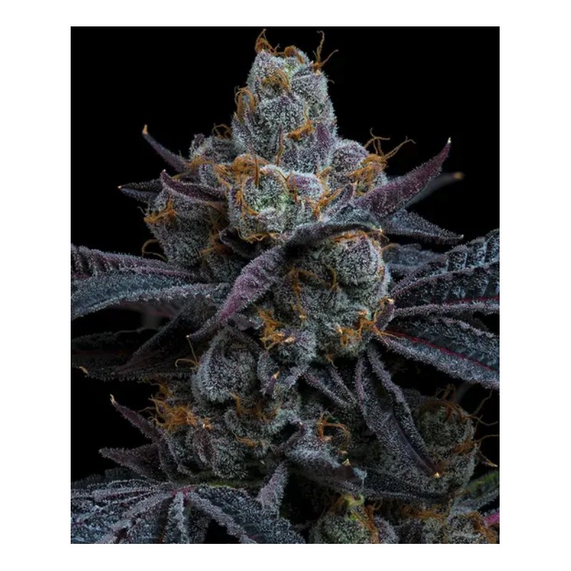 WHITE RUNTZ · Barneys Farm · semi di canapa · Fem