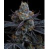 WHITE RUNTZ · Barneys Farm · semillas de marihuana · Fem