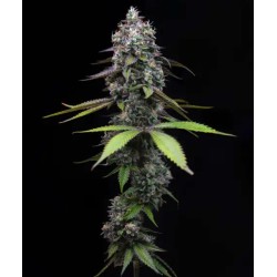 ZOAP · Barneys Farm · semillas de marihuana · Fem