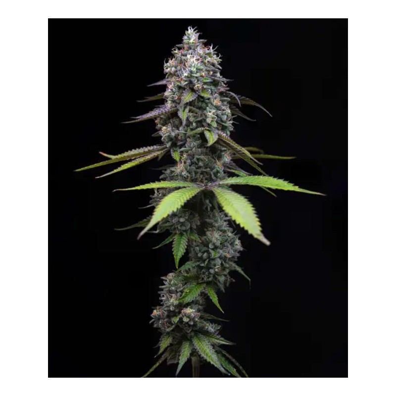 ZOAP · Barneys Farm · semi di canapa · Fem