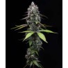 ZOAP · Barneys Farm · semillas de marihuana · Fem