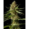AMNESIKA 2.0 · Philosopher Seeds · cannabis seeds · Fem