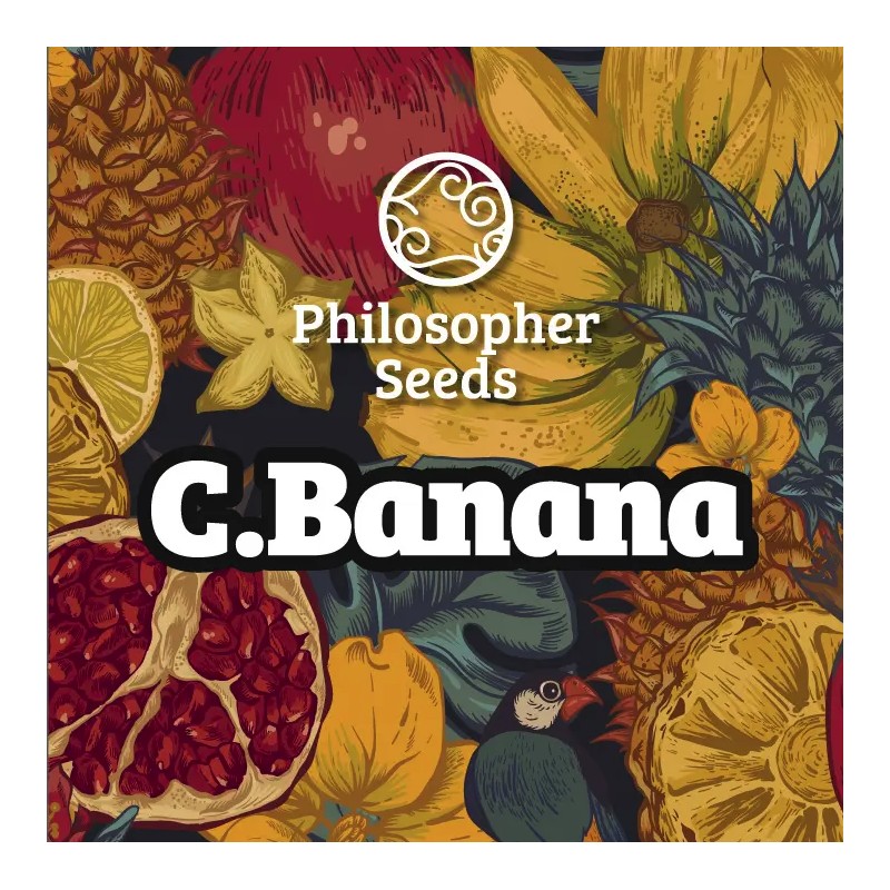 C BANANA · Philosopher Seeds · cannabis seeds · Fem
