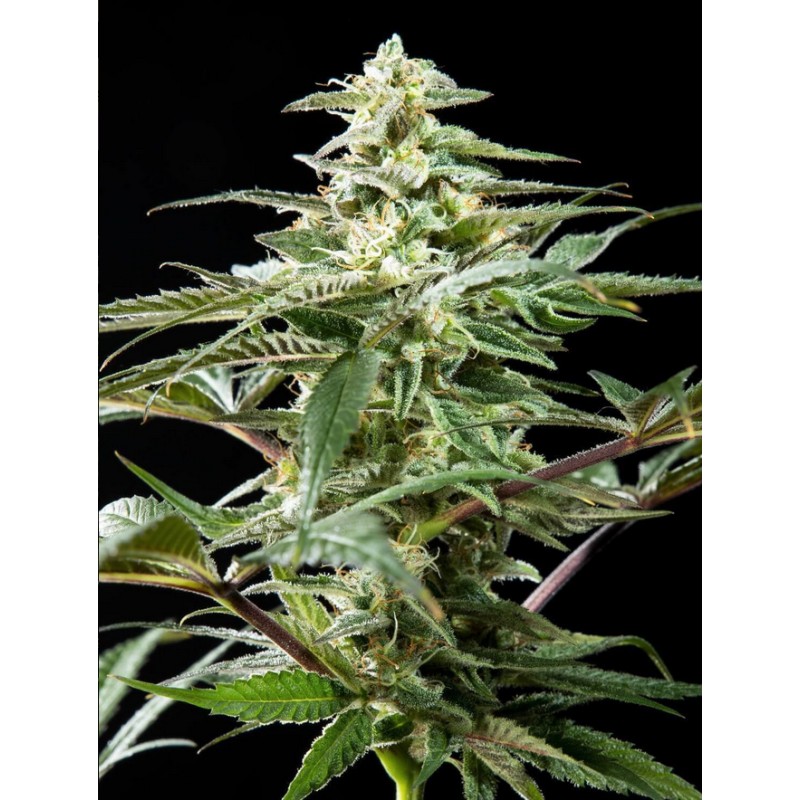 CBD RICH CANDY · Philosopher Seeds · cannabis seeds · Fem
