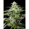 CBD RICH CANDY · Philosopher Seeds · cannabis seeds · Fem