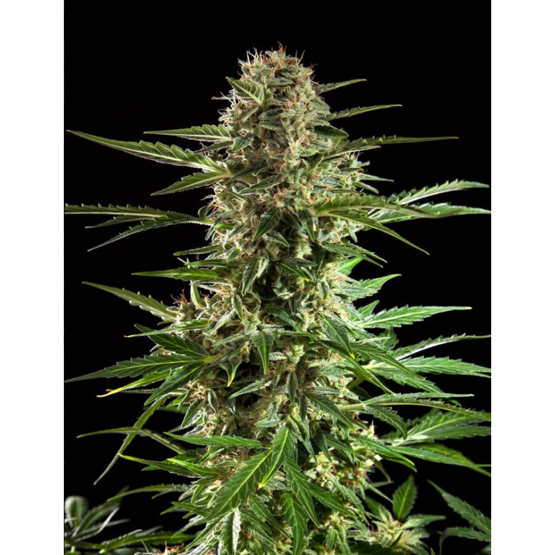 CHEESY AUTO CBD · Philosopher Seeds · semillas de marihuana · AutoFem