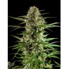 CHEESY AUTO CBD · Philosopher Seeds · semillas de marihuana · AutoFem