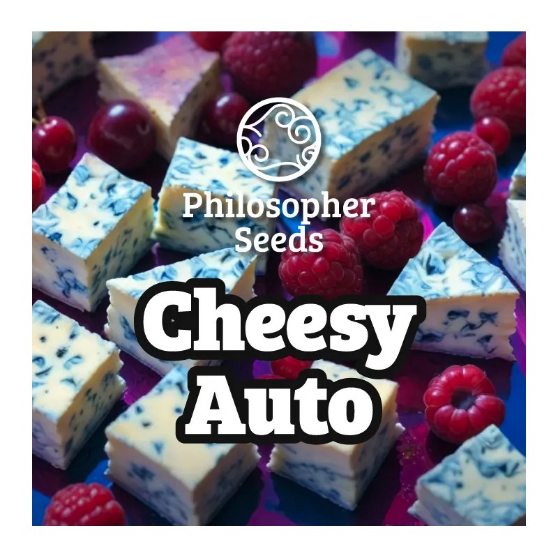 CHEESY AUTO · Philosopher Seeds · semillas de marihuana · AutoFem