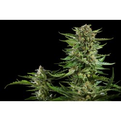 CHEESY AUTO · Philosopher Seeds · cannabis seeds · AutoFem