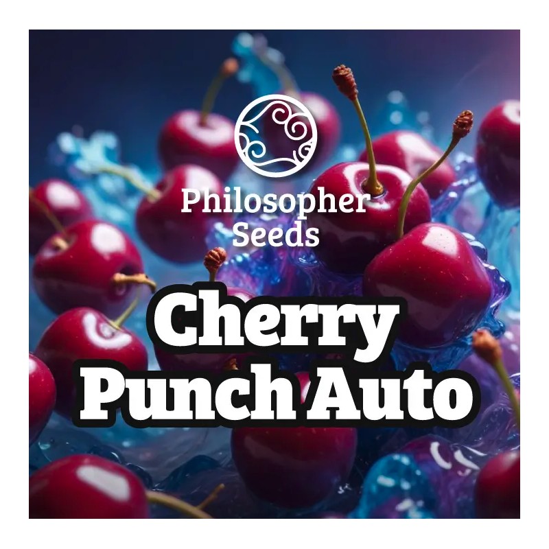CHERRY PUNCH AUTO · Philosopher Seeds · semillas de marihuana · AutoFem