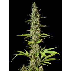 EARLY MAROC · Philosopher Seeds · semillas de marihuana · Fem