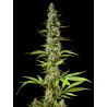 EARLY MAROC · Philosopher Seeds · semillas de marihuana · Fem