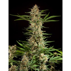 FRAGGLE SKUNK AUTO · Philosopher Seeds · semillas de marihuana · AutoFem