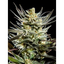 FRUITY JACK · Philosopher Seeds · cannabis seeds · Fem