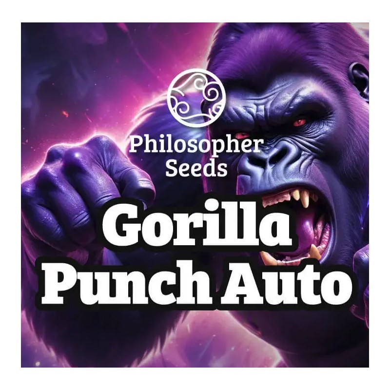 GORILLA PUNCH AUTO · Philosopher Seeds · semillas de marihuana · AutoFem